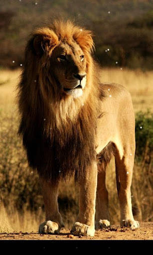 Lion Live Wallpaper screenshot 4