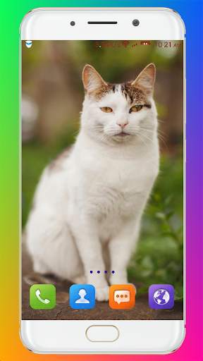Cat Wallpaper HD screenshot 14