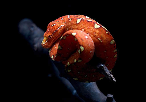 Snake Live Wallpaper screenshot 12