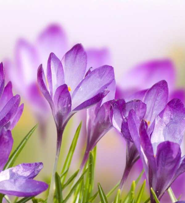Beautiful Flowers Wallpaper screenshot 7
