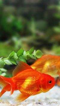 Fish Live Wallpaper screenshot 5