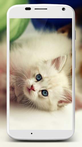 Cute Cats Wallpaper screenshot 3