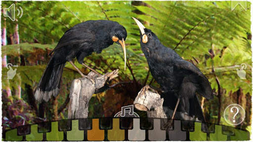 12 Huia Birds screenshot 5