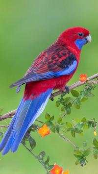 Beautiful Birds Wallpapers3 HD screenshot 7