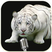 Talking Tiger Don أيقونة