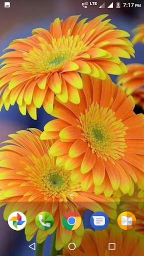 Beautiful Flowers HD Wallpaper screenshot 3