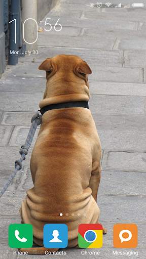 Shar Pei Wallpapers screenshot 6