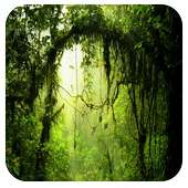 Toile 91 Launcher Pro Theme