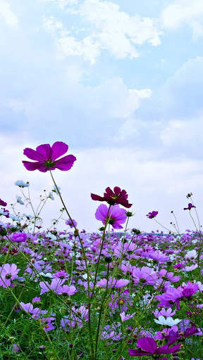 Spring Wallpapers : backgrounds hd screenshot 6