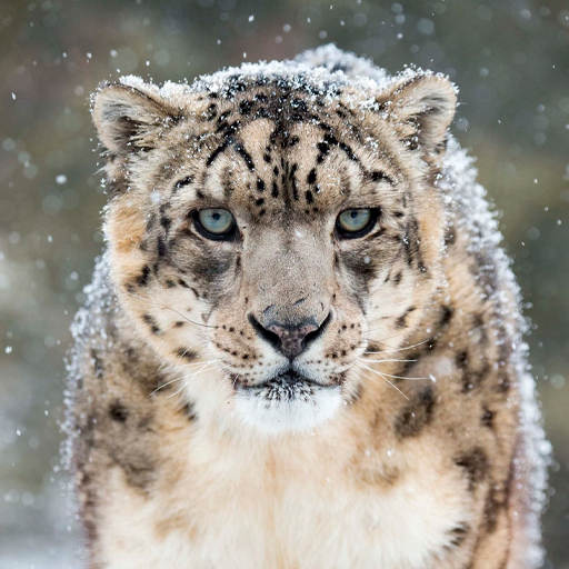 Snow Leopard Wallpapers 1.0.0