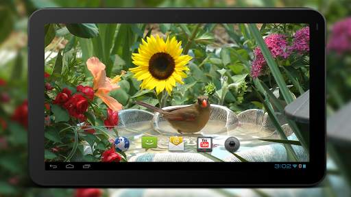 4K Birds Bath Live Wallpapers screenshot 5