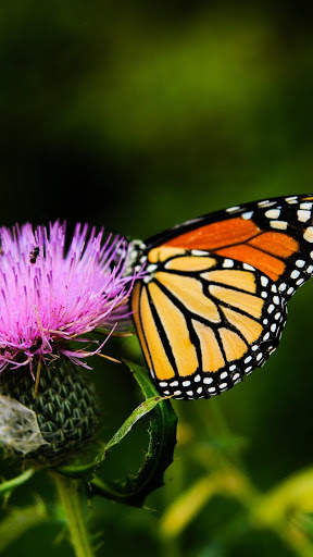 Butterfly Video Live Wallpaper screenshot 4