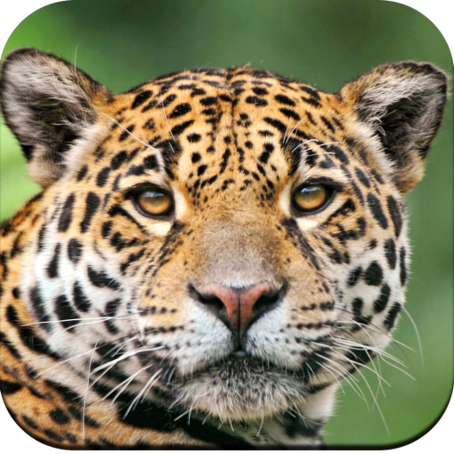 Wild Animal Wallpaper 4K أيقونة