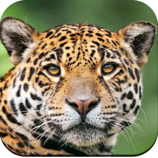 Wild Animal Wallpaper 4K 1.1