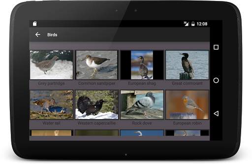 104 Birds Quiz screenshot 18