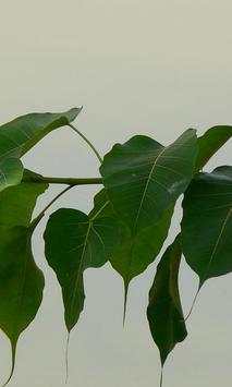Pipal wallpapers screenshot 3