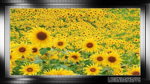 Sunflower Wallpaper screenshot 1