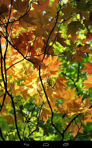 Autumn Wallpaper screenshot 8