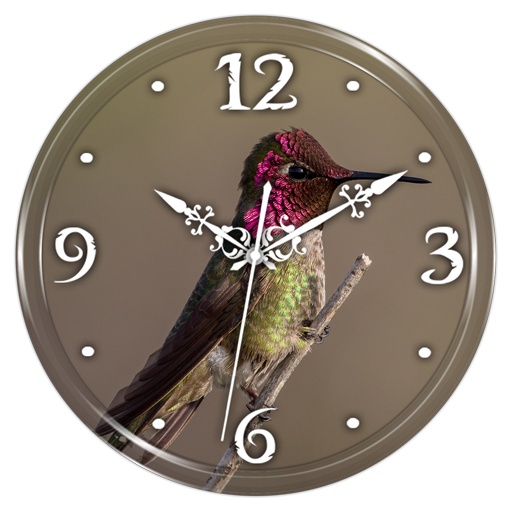 ikon Hummingbird Clock Live WP
