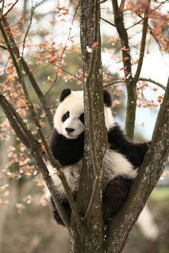 Panda Wallpaper - Cute Panda Wallpapers 🐼 screenshot 13