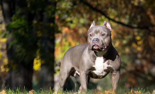 Pitbull HD Wallpaper New 2019 screenshot 4
