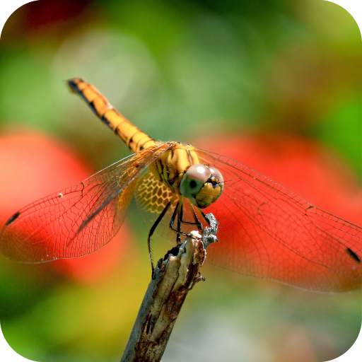 Dragonfly Wallpaper HD 1.05