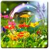 HD Nature Wallpapers 1.1