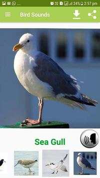 Bird Sound & Pictures screenshot 7