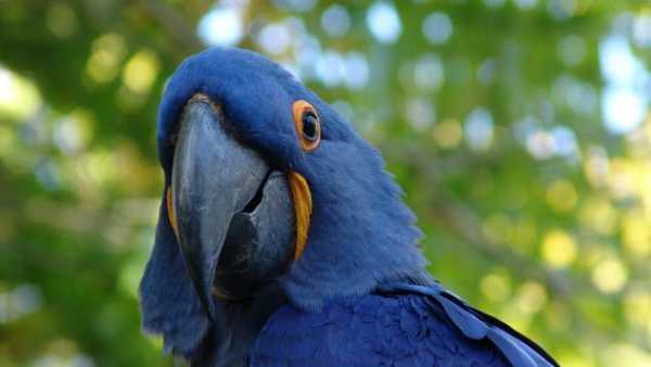 Fly Birds Wallpaper स्क्रीनशॉट 5