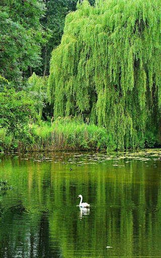 Green Wallpapers | hd backgrounds screenshot 7