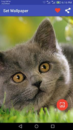 10000  Cats Wallpapers screenshot 1