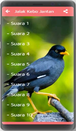 Kicau Jalak Kebo Gacor screenshot 5