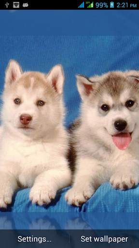 Dog Live Wallpapers screenshot 6