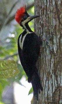 Woodpecker Wallpapers screenshot 3