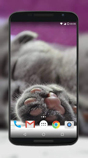 Cute Cat Wallpaper screenshot 8