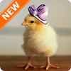 Chick Wallpapers icon