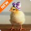 Chick Wallpapers on 9Apps