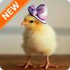 Chick Wallpapers 3.0