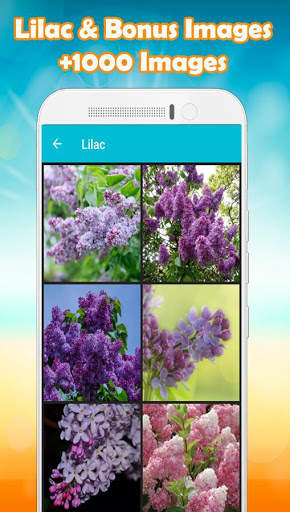 Lilac Wallpaper screenshot 1