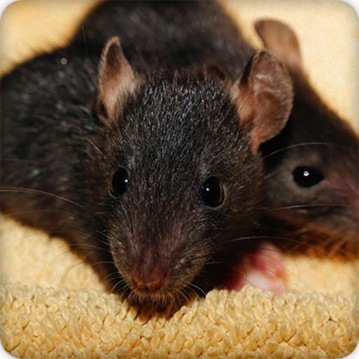 Rat Sounds Ringtone 7.0.0