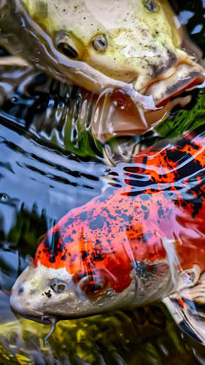 Interactive Koi Fish 3D screenshot 2