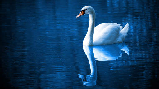 Swan. Birds. Live Wallpaper screenshot 2