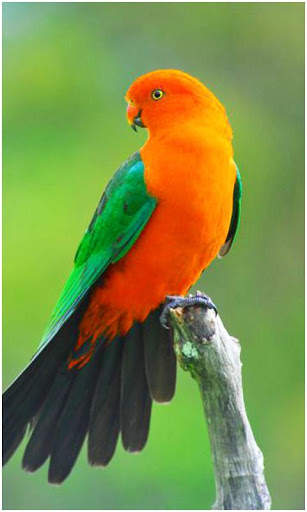 Birds Wallpapers New screenshot 5