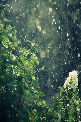 Rain Video Live Wallpaper screenshot 3