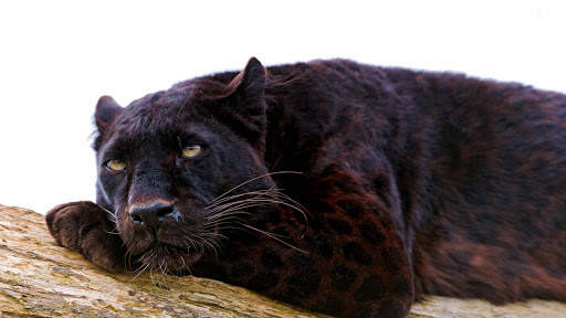 Panther Wallpapers: backgrounds hd screenshot 13