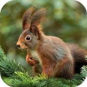 Squirrel Sounds on 9Apps