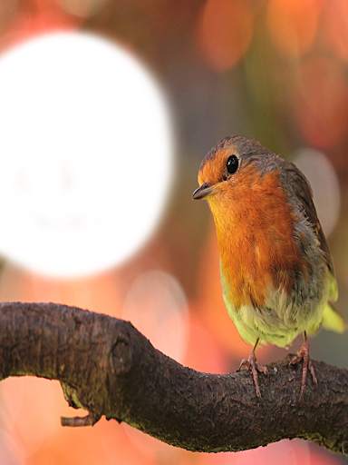 Birds Photo Frames HD स्क्रीनशॉट 4