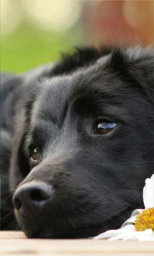Reading dog live wallpaper screenshot 3