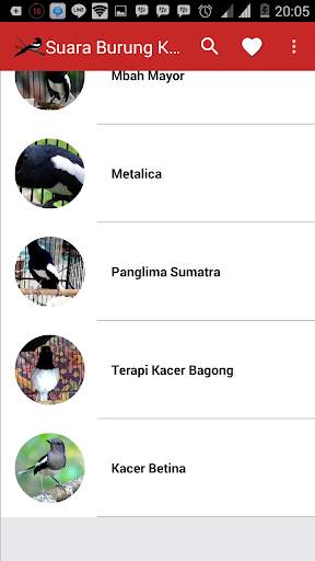 Suara Burung Kacer Juara screenshot 1