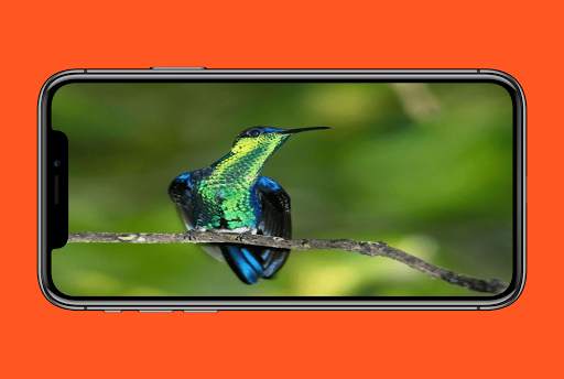 Suara Kolibri Buat Pikat скриншот 2